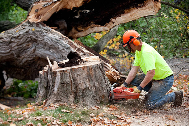 Best Seasonal Cleanup (Spring/Fall)  in Apison, TN